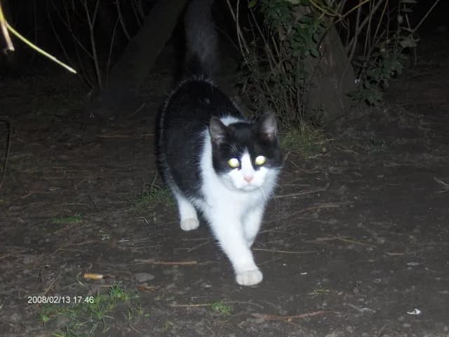När din katt är bortsprungen!