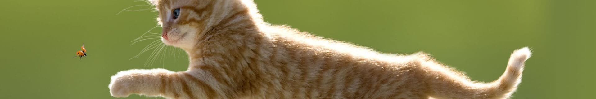 Kattpolisen iFokus