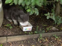 Har du hittat en katt?