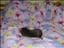 StefanE